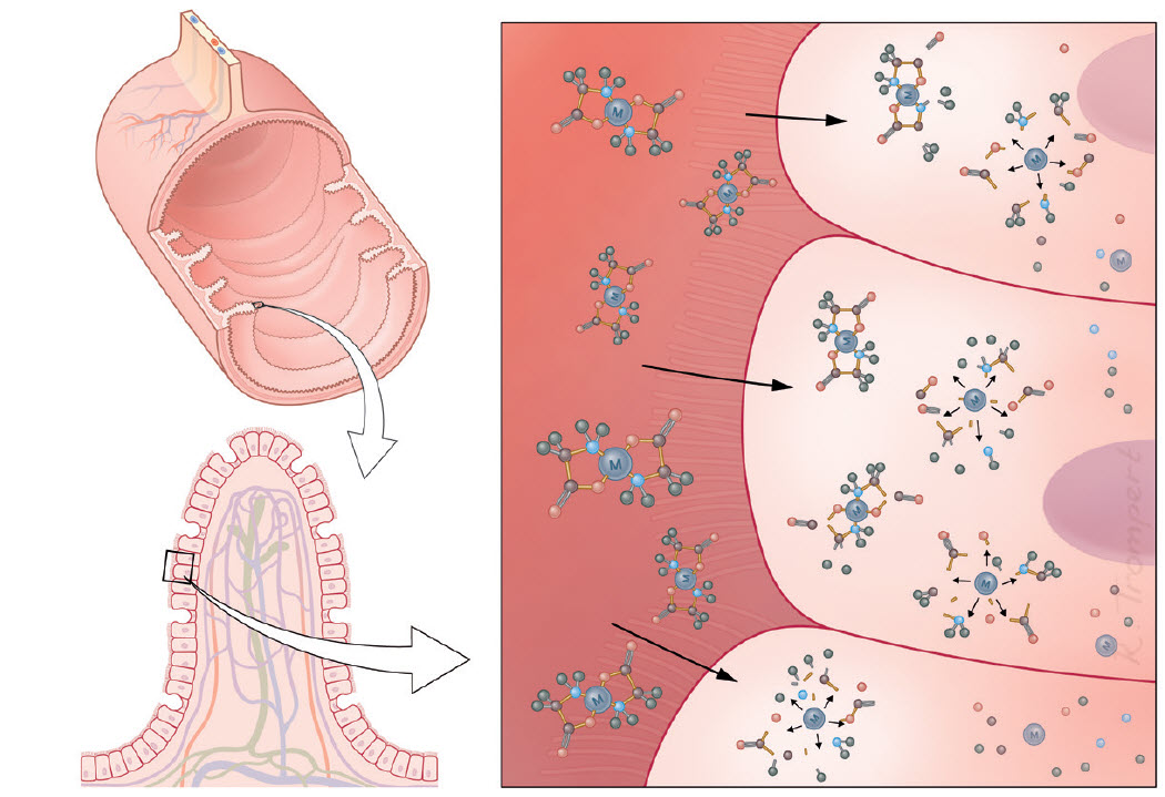 Absorbția chelatului de magneziu în intestinul subțire