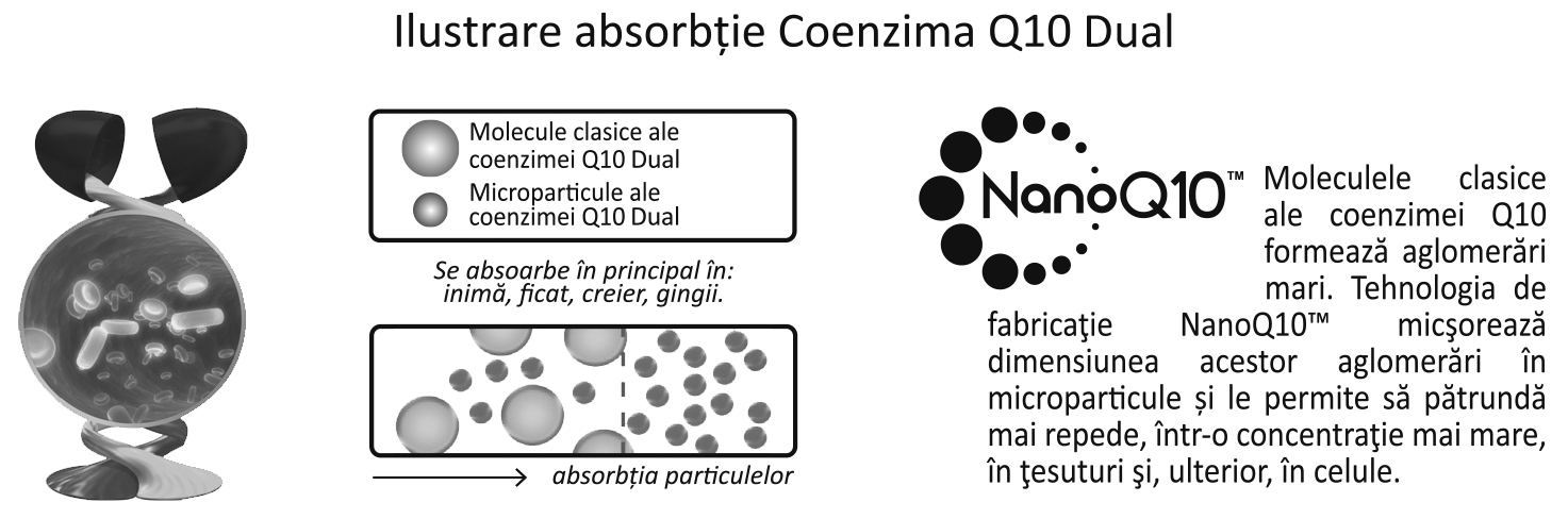 absorbţie Coenzima Q10 Dual