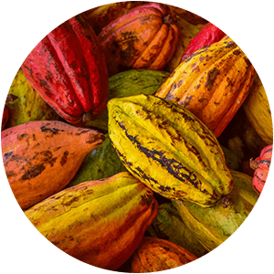 UNT DE CACAO